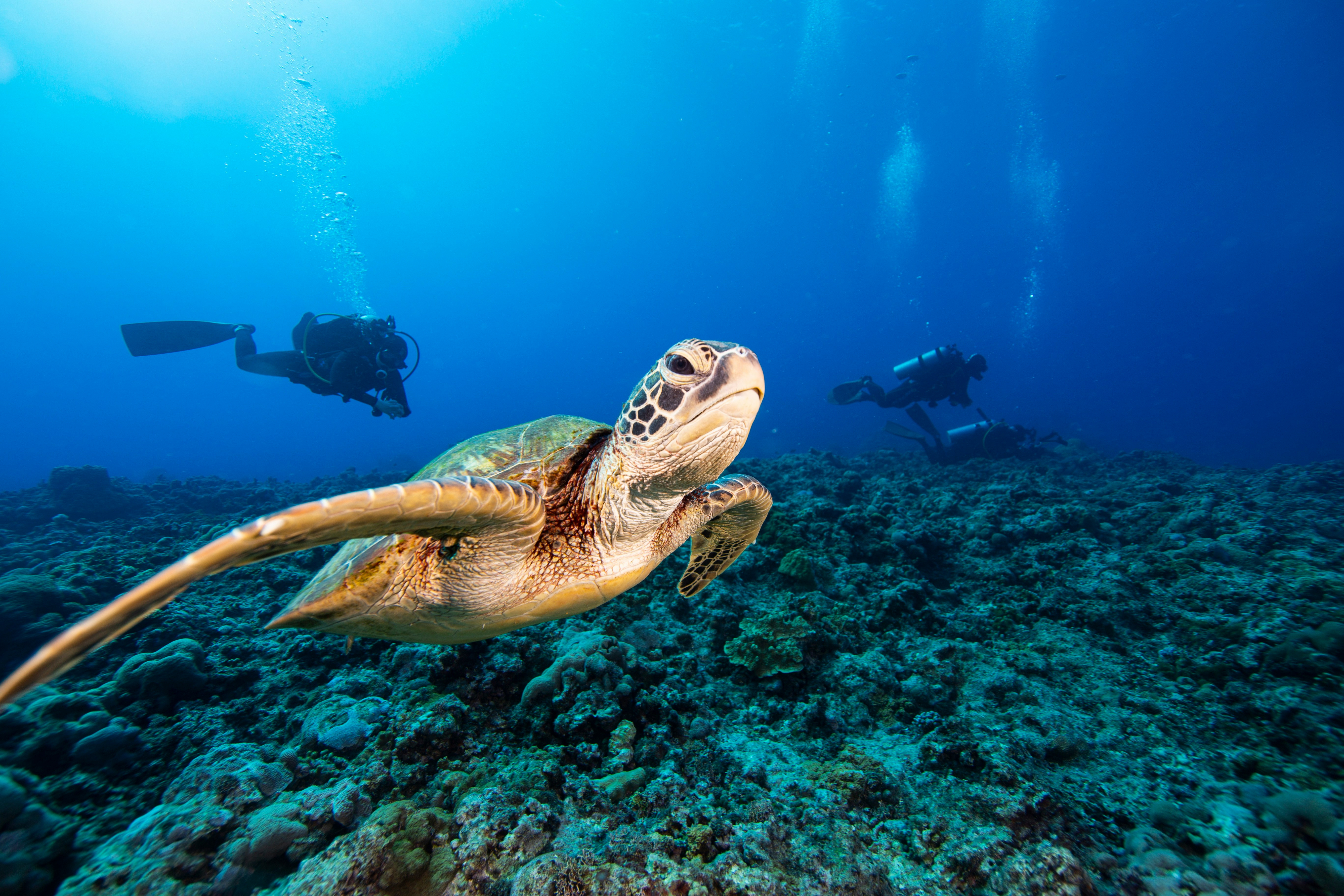 Sea turtle and divers in open water